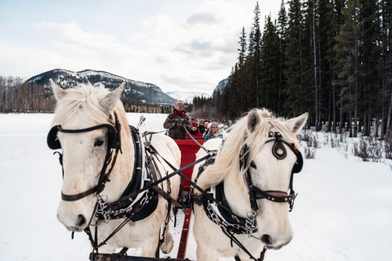 Banff: Family Friendly Horse-Drawn Sleigh Ride - Important Details