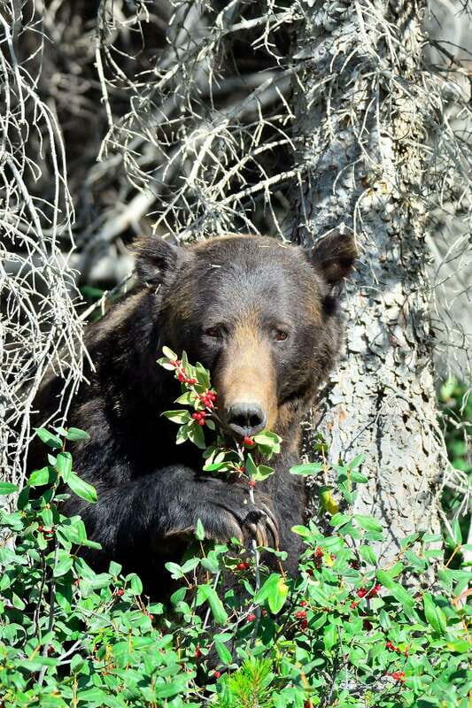 Banff: Guided Nature Walk with Bear Country Safety Tips - The Value of Knowledgeable Guides