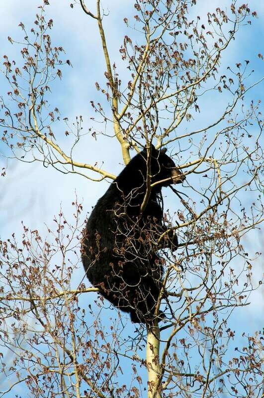 Banff: Guided Nature Walk with Bear Country Safety Tips - Is It Worth the Price?