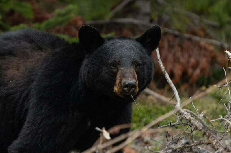 Banff: Guided Nature Walk with Bear Country Safety Tips - Who Should Consider This Tour?