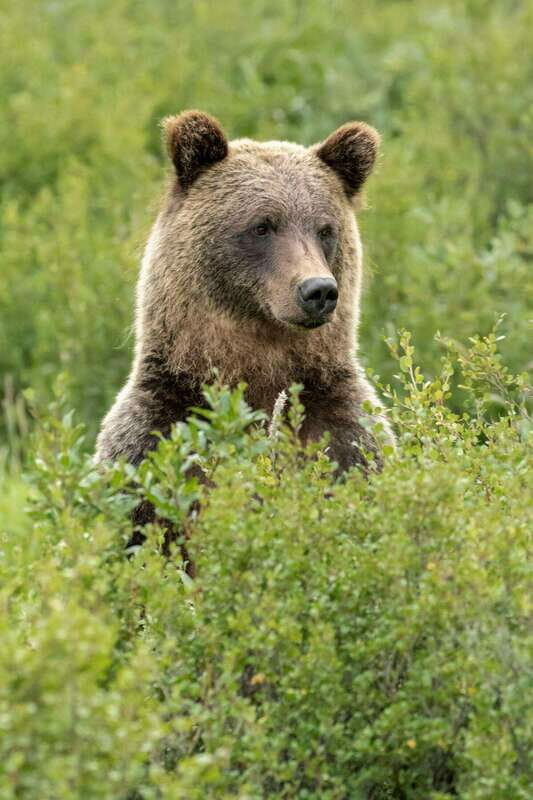 Banff: Guided Nature Walk with Bear Country Safety Tips - Final Thoughts