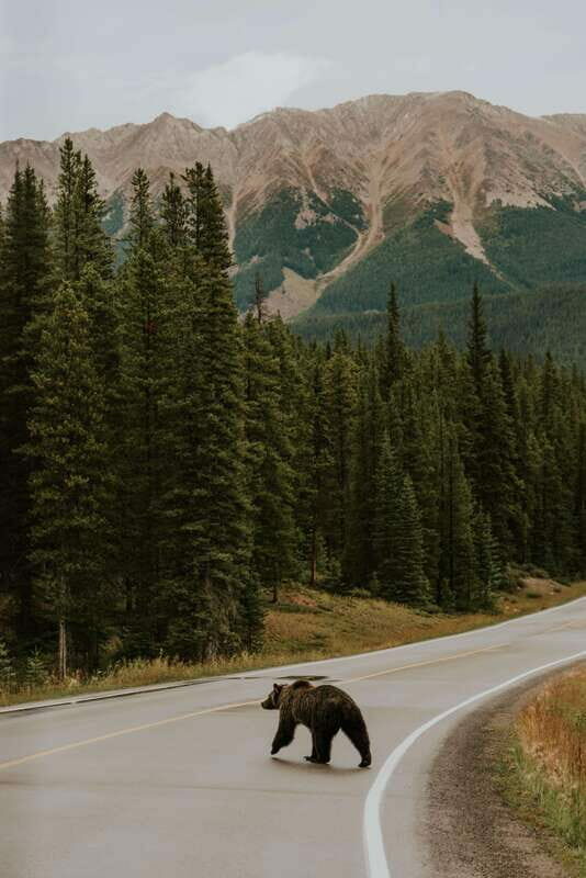Banff: Guided Nature Walk with Bear Country Safety Tips - FAQ