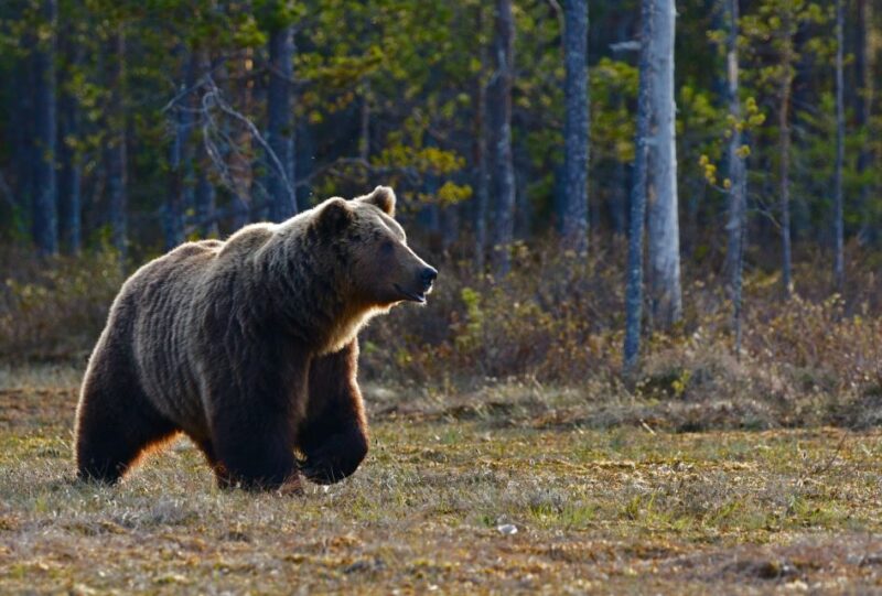 Banff: Highlights and Wildlife Group Tour - Participant Information