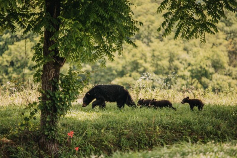 Banff: Highlights and Wildlife Group Tour - Wildlife Viewing Opportunities