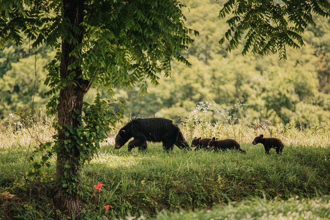 Banff Highlights & Wildlife | Award-Winning Small Group Adventure - Exclusive Access to Locations