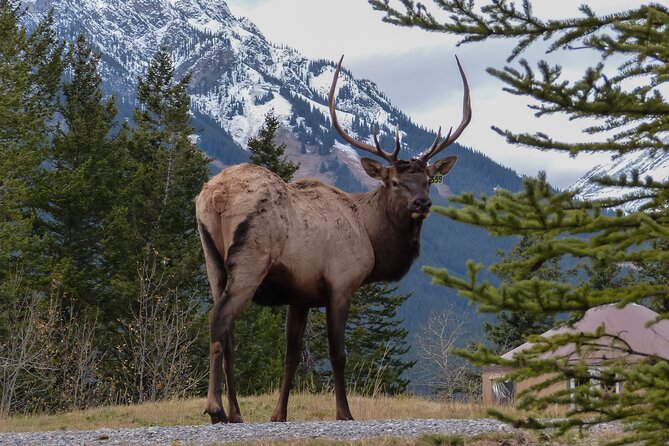 Banff Highlights & Wildlife | Award-Winning Small Group Adventure - Hotel Pick-up Available
