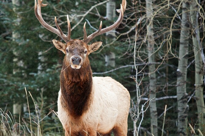 Banff: Local Legends and Landmarks - History Tour 1.5hr - Parks History and Legends