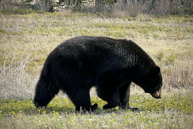 Banff National Park Small Group Tour with Expert Guide - FAQ