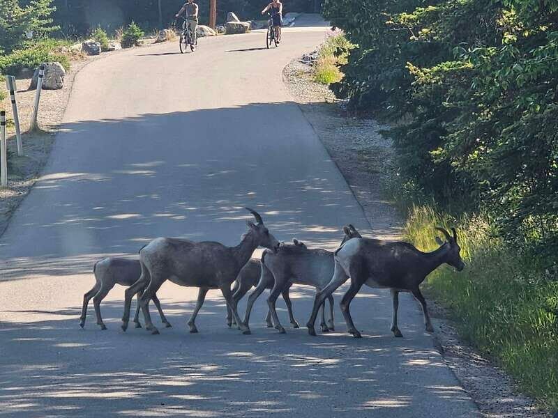 Banff to Jasper One-Way Private Tour sightseeing - Authentic Experiences and Honest Considerations