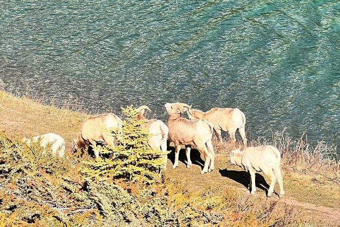 Banff Town ,Lake Louise, Moraine , Emerald & Johnston Canyon Tour - In The Sum Up