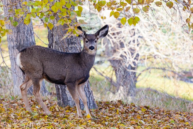 Banff Wildlife | Big Canoe Tour - Tour Group Size