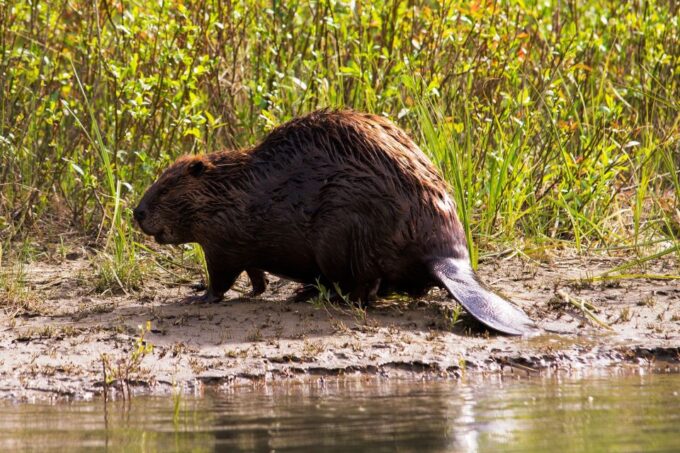 Banff: Wildlife on the Bow River Big Canoe Tour - Frequently Asked Questions