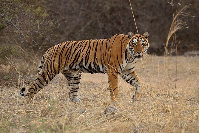 Bangalore to Nagarhole National Park: Wilderness Retreat - Exploring Nagarhole National Park
