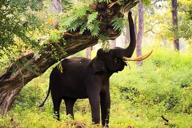 Bangalore to Nagarhole National Park: Wilderness Retreat - Traveler Reviews and Feedback