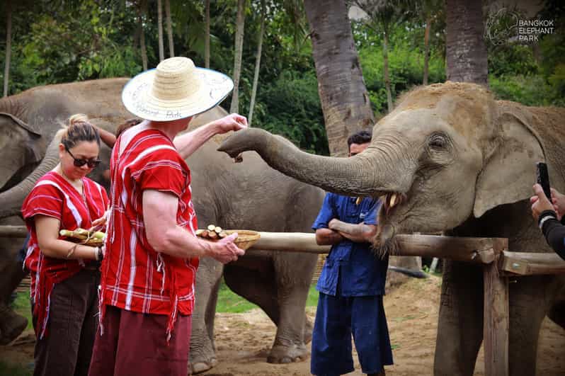 Bangkok Elephant Park: Half-Day Elephant Care - Key Points
