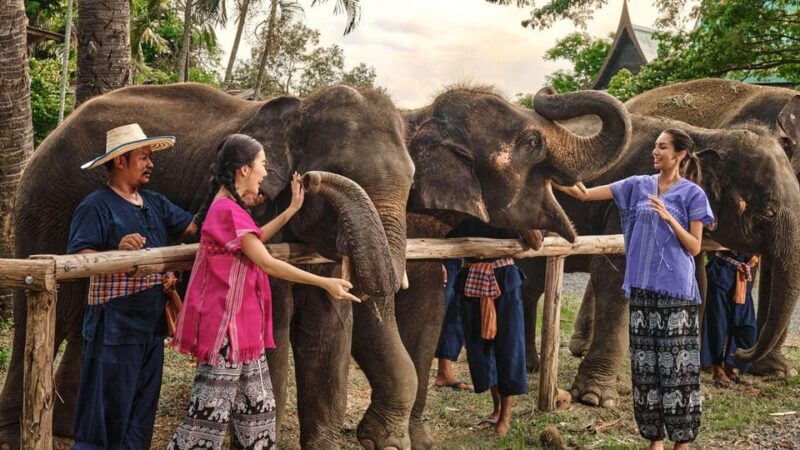 Bangkok Elephant Park: Half-Day Elephant Care - Program Details