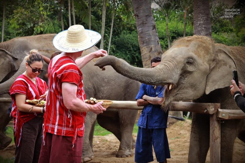 Bangkok Elephant Park: Half-Day Elephant Care - Inclusions