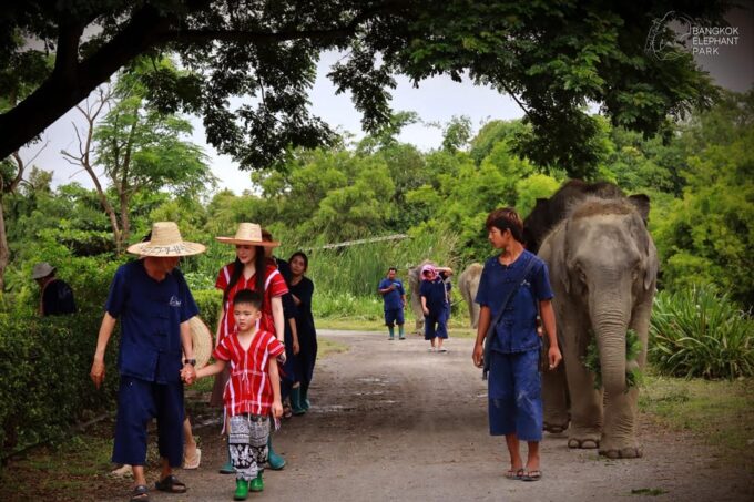 Bangkok Elephant Park: Half-Day Elephant Care - Reviews and Ratings