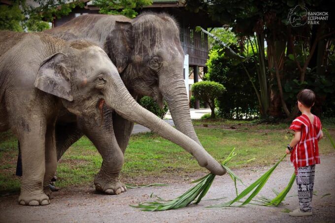 Bangkok Elephant Park: Half-Day Elephant Care - Elephant Interactions