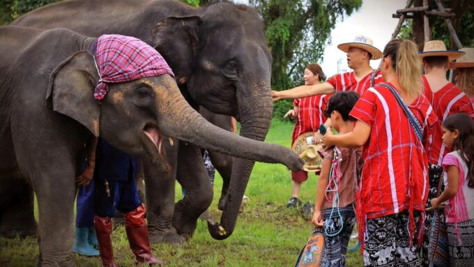 Bangkok Elephant Park: Half-Day Elephant Care - Transportation and Pickup