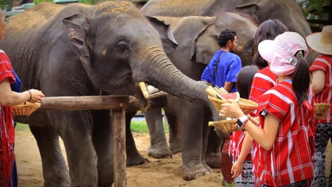 Bangkok Elephant Park: Half-Day Elephant Care - Frequently Asked Questions