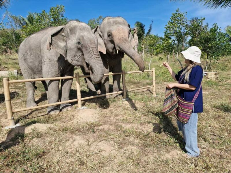 Bangkok: Elephant Sanctuary &Khao Kheow Open Zoo (Moodeng) - The Value of a Responsible Wildlife Experience