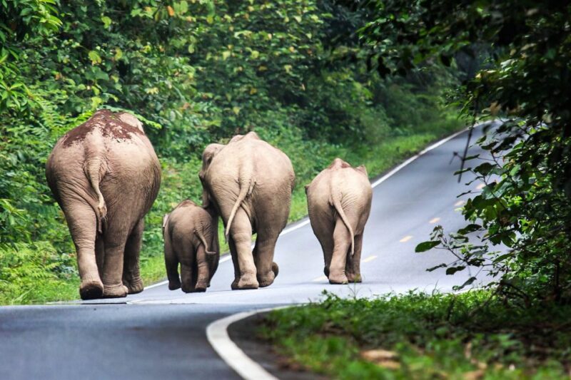 Bangkok: Khao Yai National Park With Horseback Ride Day Trip - Itinerary Highlights
