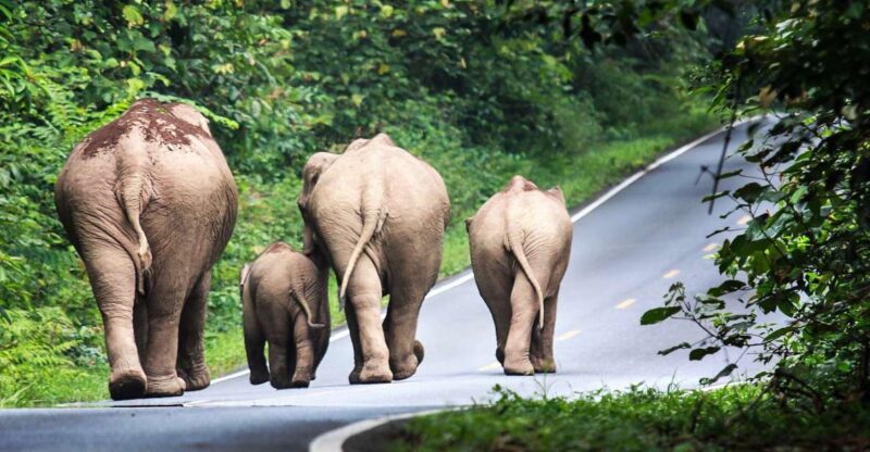 Bangkok: Khao Yai National Park With Horseback Ride Day Trip - Included in the Tour