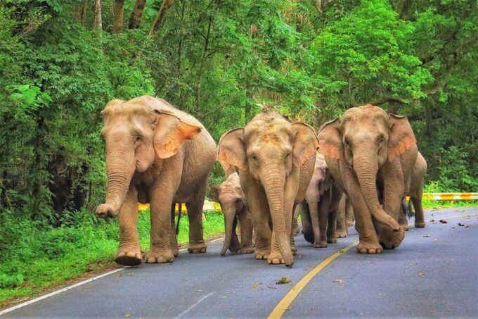 Bangkok: Khao Yai National Park With Horseback Ride Day Trip - Horseback Riding Experience