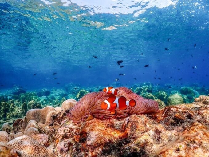 Bangkok: Nemo Island Day Trip With Drone Photos and Lunch - Frequently Asked Questions