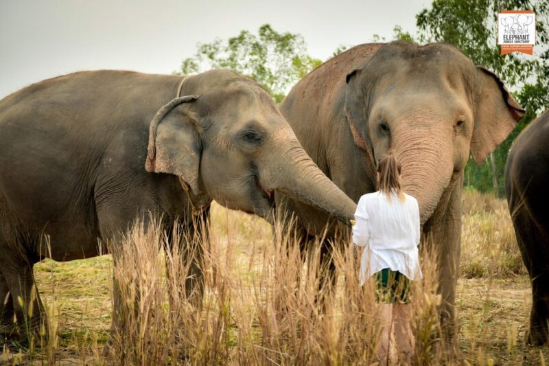 Bangkok: Pattaya Elephant Jungle Sanctuary Half-Day Tour - Pickup and Dropoff