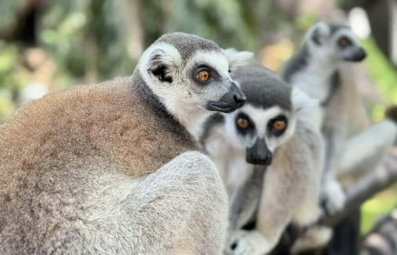 Bangkok/Pattaya: Khao Kheow Zoo Private Tour with Pickup - Transportation and Timing: Why It Matters