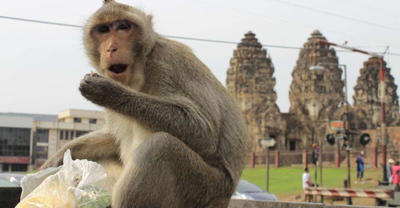 Bangkok: Private Car Hire to Lopburi the Monkey City - Key Points