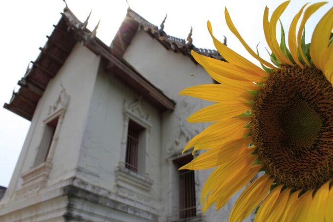 Bangkok: Private Car Hire to Lopburi the Monkey City - Frequently Asked Questions