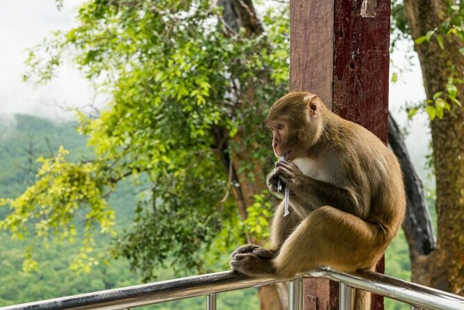 Bangkok: Safari World & Marine Park - Pickup and Timing