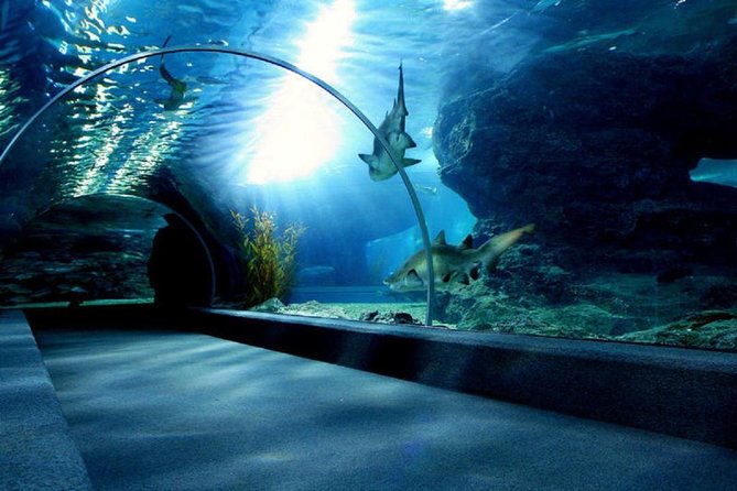 Bangkok Sea Life Aquarium and Madame Tussauds - Highlights of Sea Life Aquarium