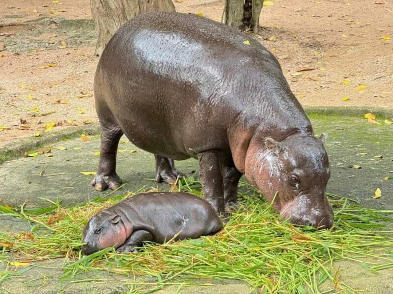 Bangkok to Moo Deng: Private Transfer To Khao Kheow Zoo - Key Points