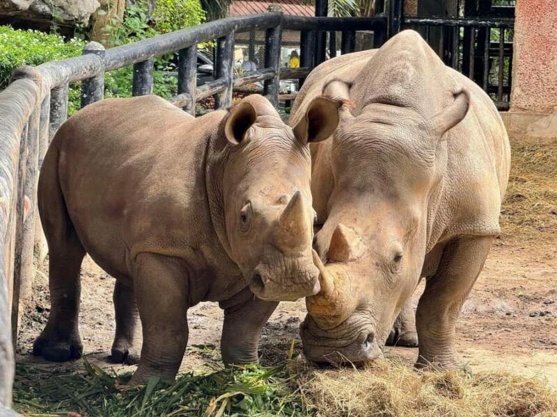 Bangkok to Moo Deng: Private Transfer To Khao Kheow Zoo - Who Should Consider This Experience?