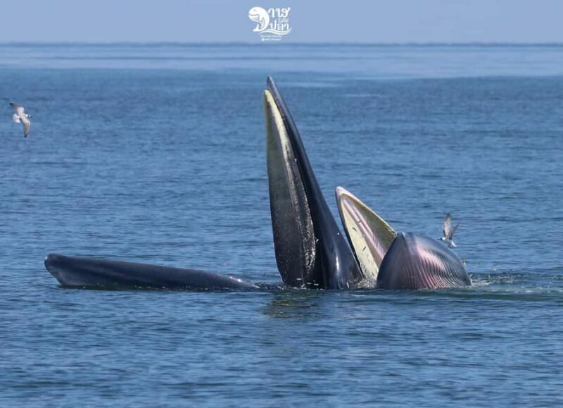 Bangkok: Whale Watching Experience with Breakfast and Lunch - What You Can Expect from the Tour
