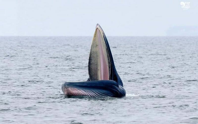 Bangkok: Whale Watching Experience with Breakfast and Lunch - Authentic Experiences and Real Traveler Insights