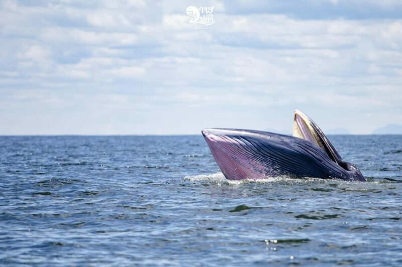 Bangkok: Whale Watching Experience with Breakfast and Lunch - Practical Tips for Your Whale-Watching Day