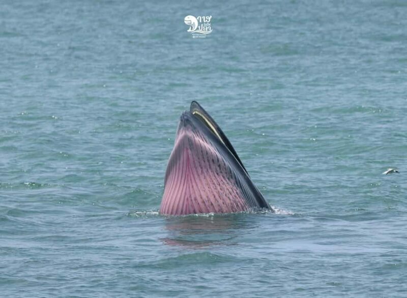 Bangkok: Whale Watching Experience with Breakfast and Lunch - Final Thoughts: Is It Worth It?