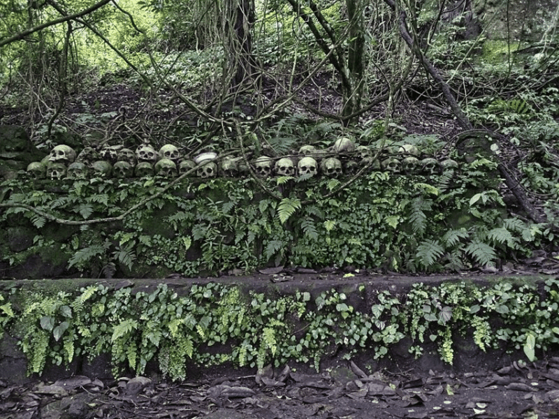 Bangli: Explore Culturally Isolated Bali Aga Villages - Experiencing Coffee Plantation