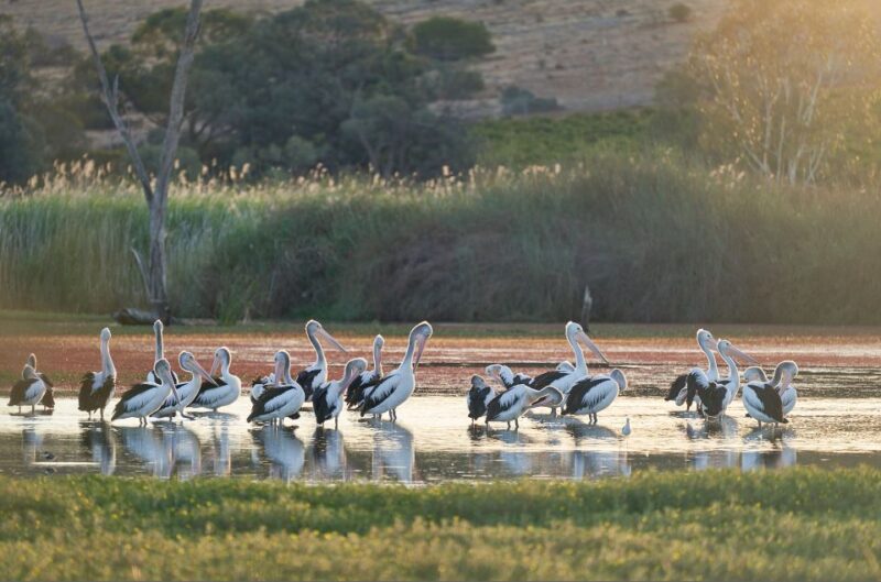 Banrock Station: Guided Banrock Trail Tour and Wine Tasting - Key Points