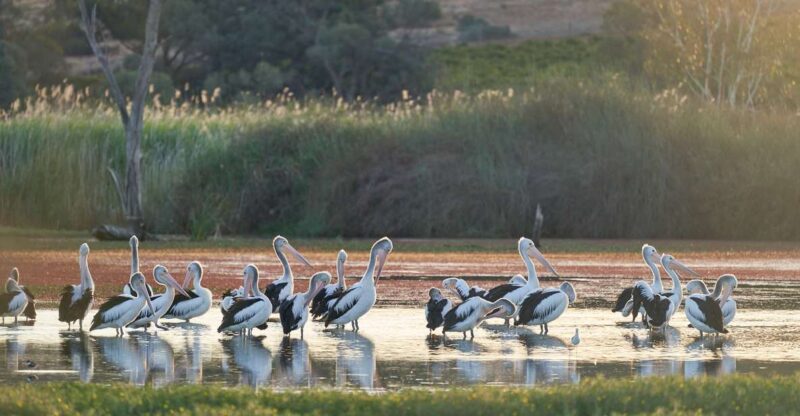Banrock Station: Guided Banrock Trail Tour and Wine Tasting - Inclusions