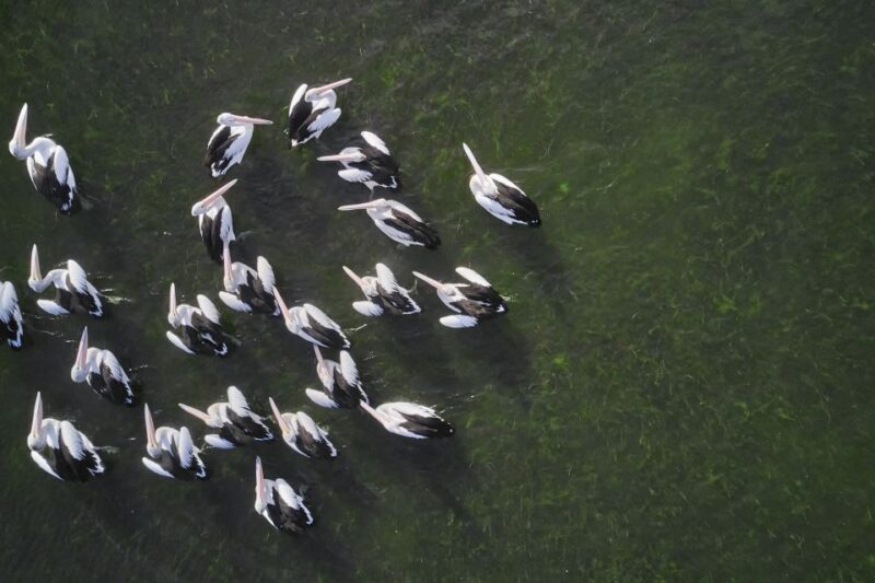 Banrock Station: Guided Birdwatching Tour - Key Points