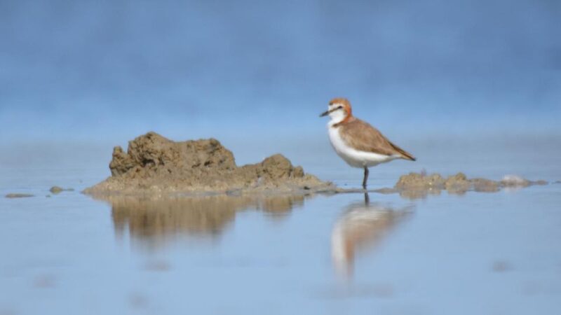 Banrock Station: Guided Birdwatching Tour - Guided by Local Expert