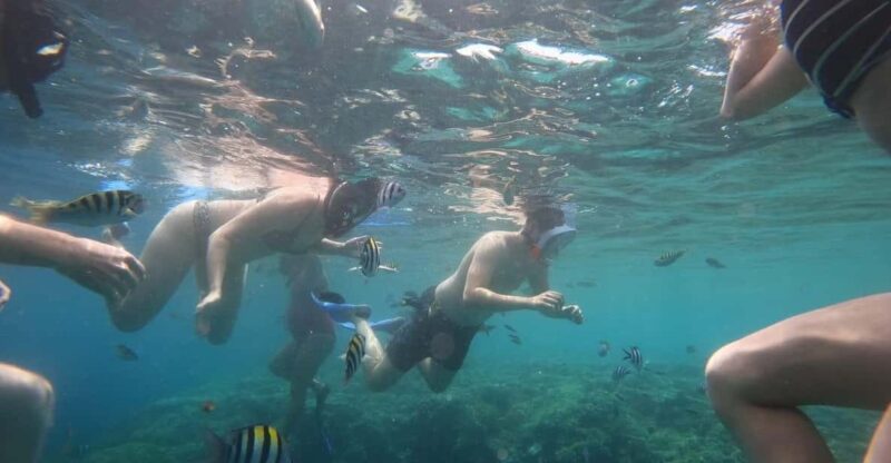 Banyuwangi: 1 Day Tour Snorkeling & Explore Menjangan Island - Itinerary Details