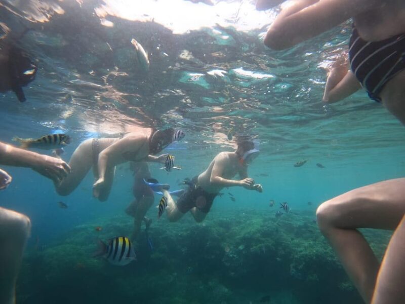Banyuwangi: 1 Day Tour Snorkeling & Explore Menjangan Island - Highlights and Experiences