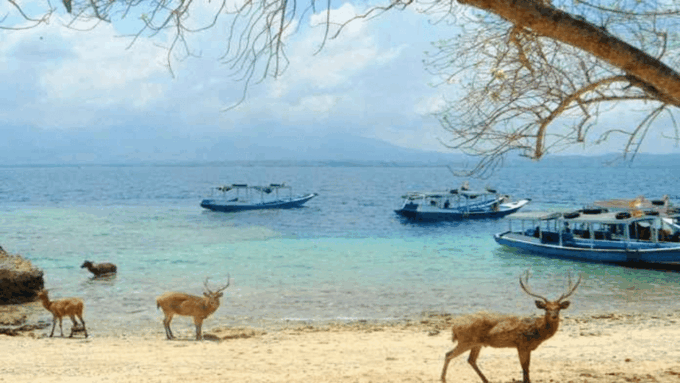 Banyuwangi: 1 Day Tour Snorkeling & Explore Menjangan Island - Frequently Asked Questions